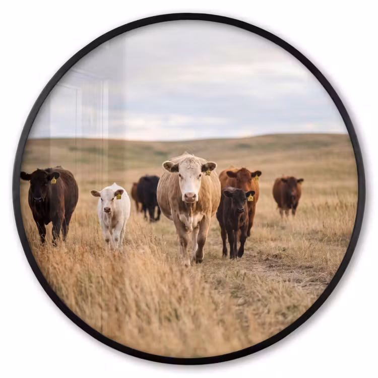 Ronde fotolijst - Runderen - Kudde - Landschap - Weide - Rustig — 1