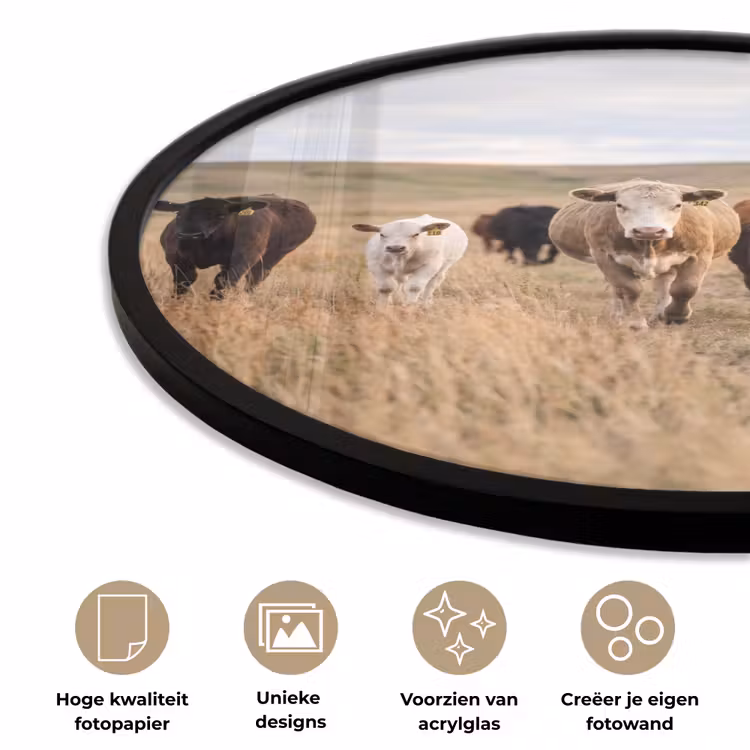 Ronde fotolijst - Runderen - Kudde - Landschap - Weide - Rustig — 5