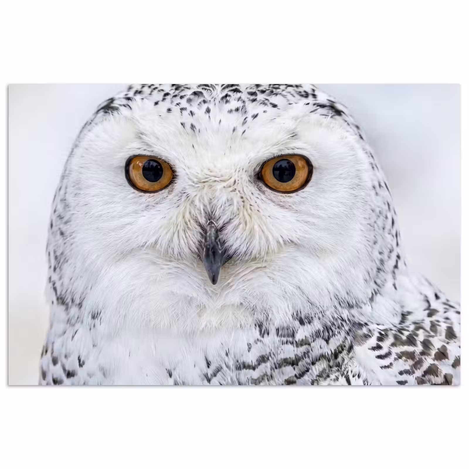 Poster - Sneeuwuil - Oog - Wildlife - Wit — 1