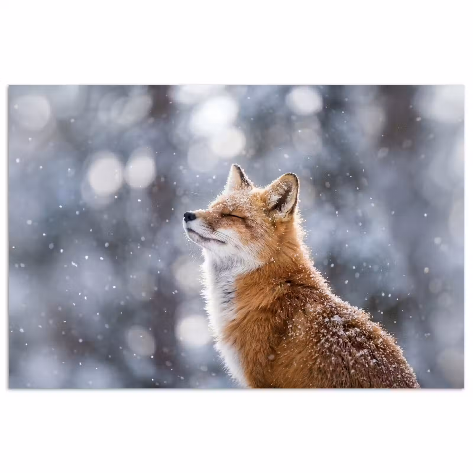Poster - Vos - Sneeuwval - Portret - Winter - Sfeervol — 1