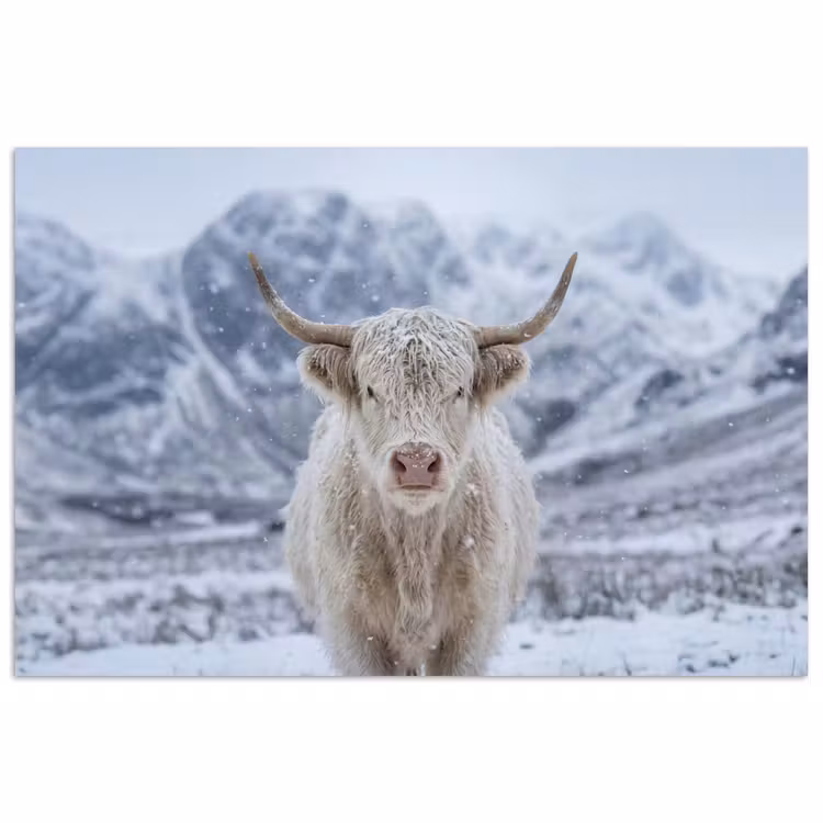 Poster - Schotse Hooglander - Sneeuw - Bergen - Winter — 1