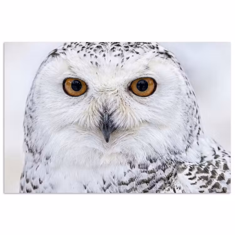 Poster - Sneeuwuil - Oog - Wildlife - Wit — 1