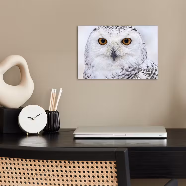Poster - Sneeuwuil - Oog - Wildlife - Wit — 2