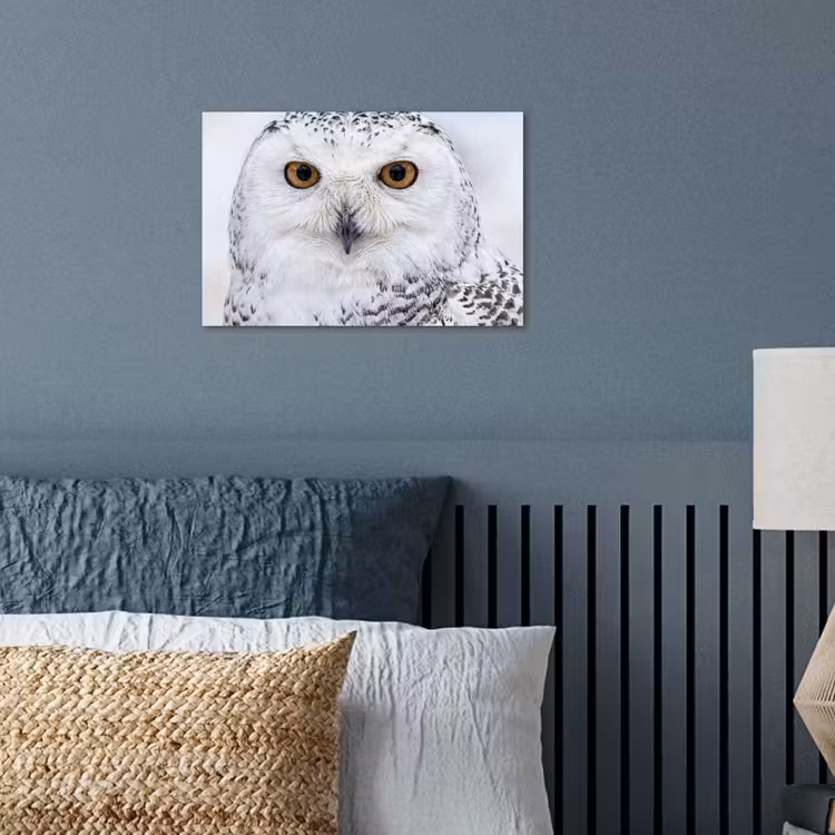 Poster - Sneeuwuil - Oog - Wildlife - Wit — 3