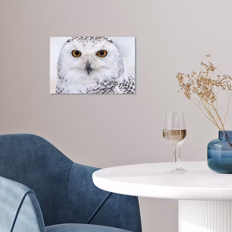 Poster - Sneeuwuil - Oog - Wildlife - Wit — 4