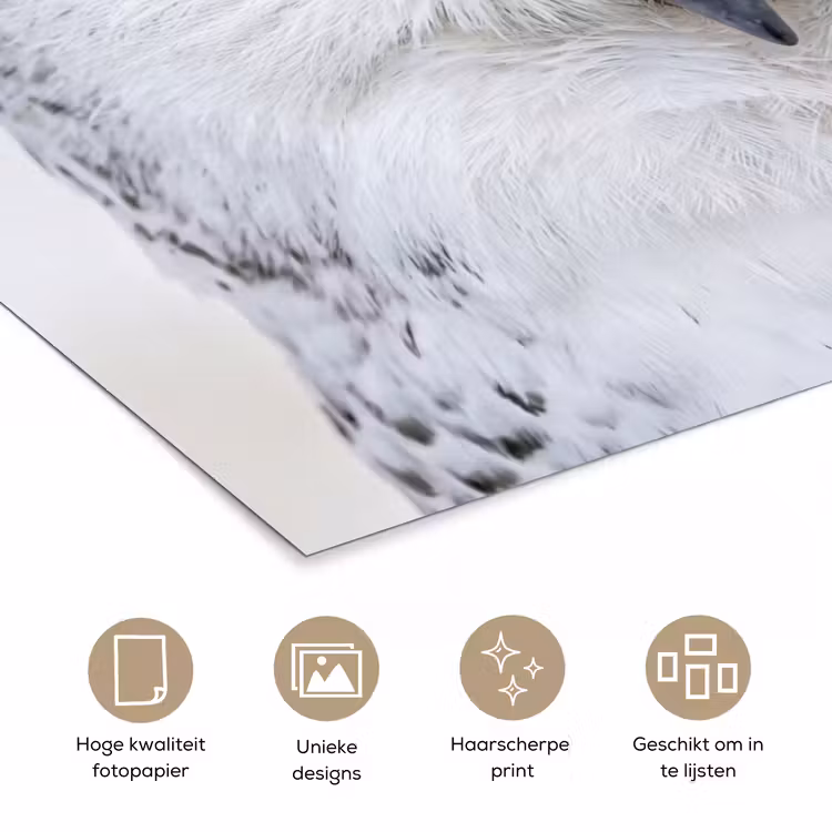 Poster - Sneeuwuil - Oog - Wildlife - Wit — 5