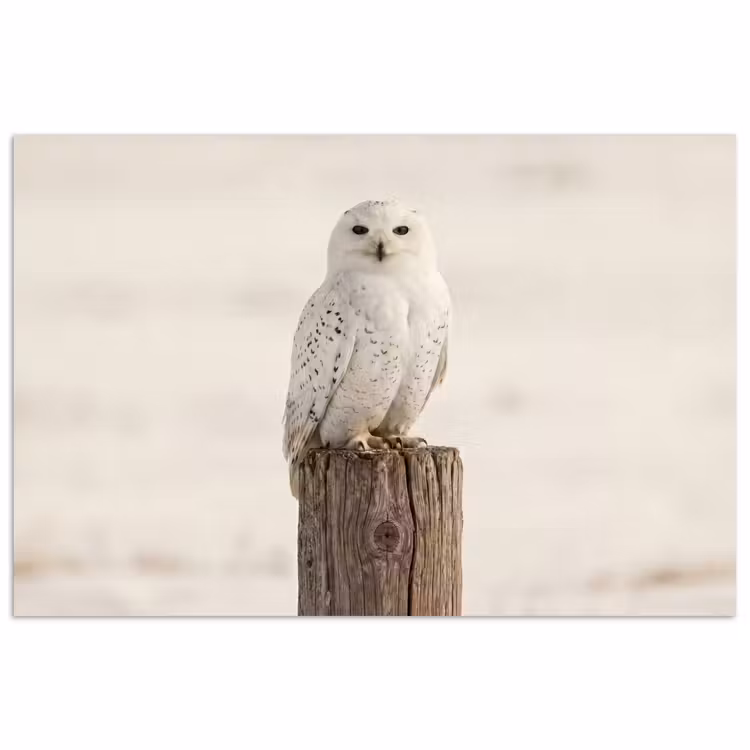 Poster - Sneeuwuil - Paal - Winter - Portret - Majestueus — 1