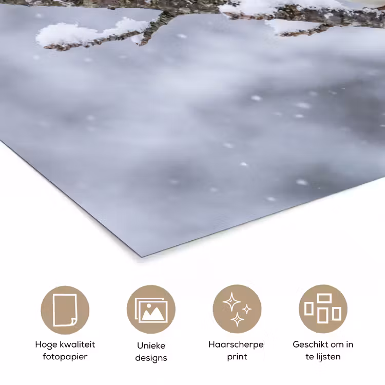 Poster - Vogel - Tak - Sneeuw - Winter — 5