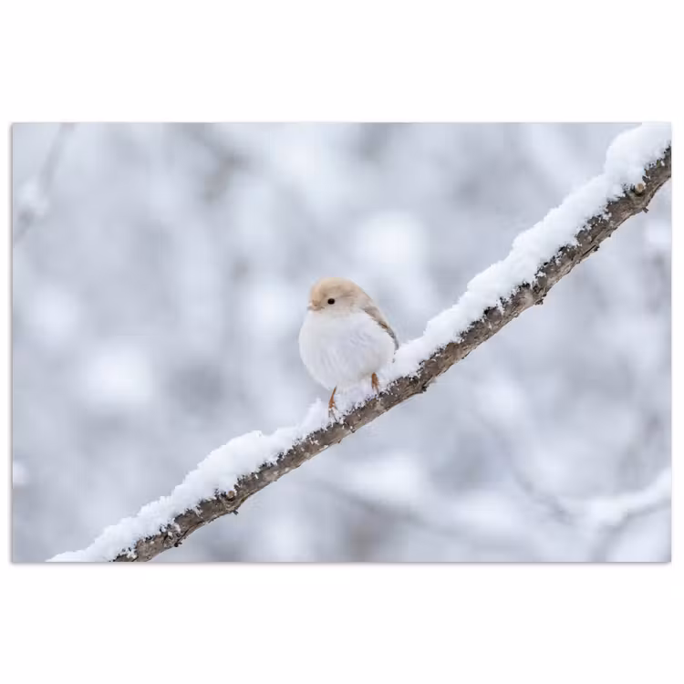 Poster - Vogeltje - Sneeuw - Tak - Winter - Zacht — 1
