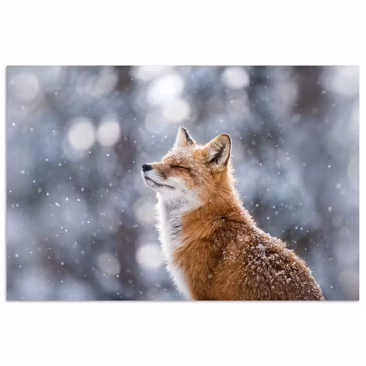 Poster - Vos - Sneeuwval - Portret - Winter - Sfeervol — 1
