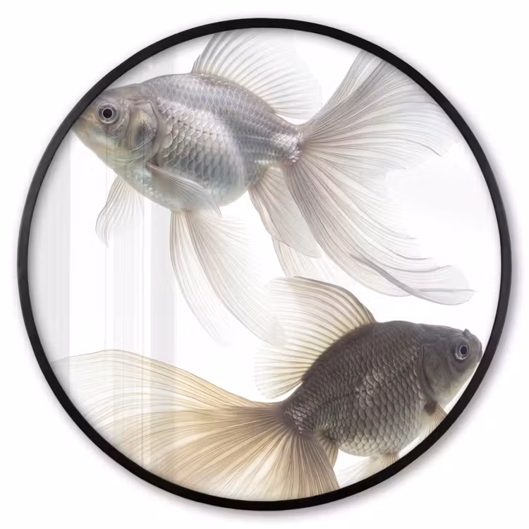 Ronde fotolijst - Goudvissen - Modern - Wit — 1