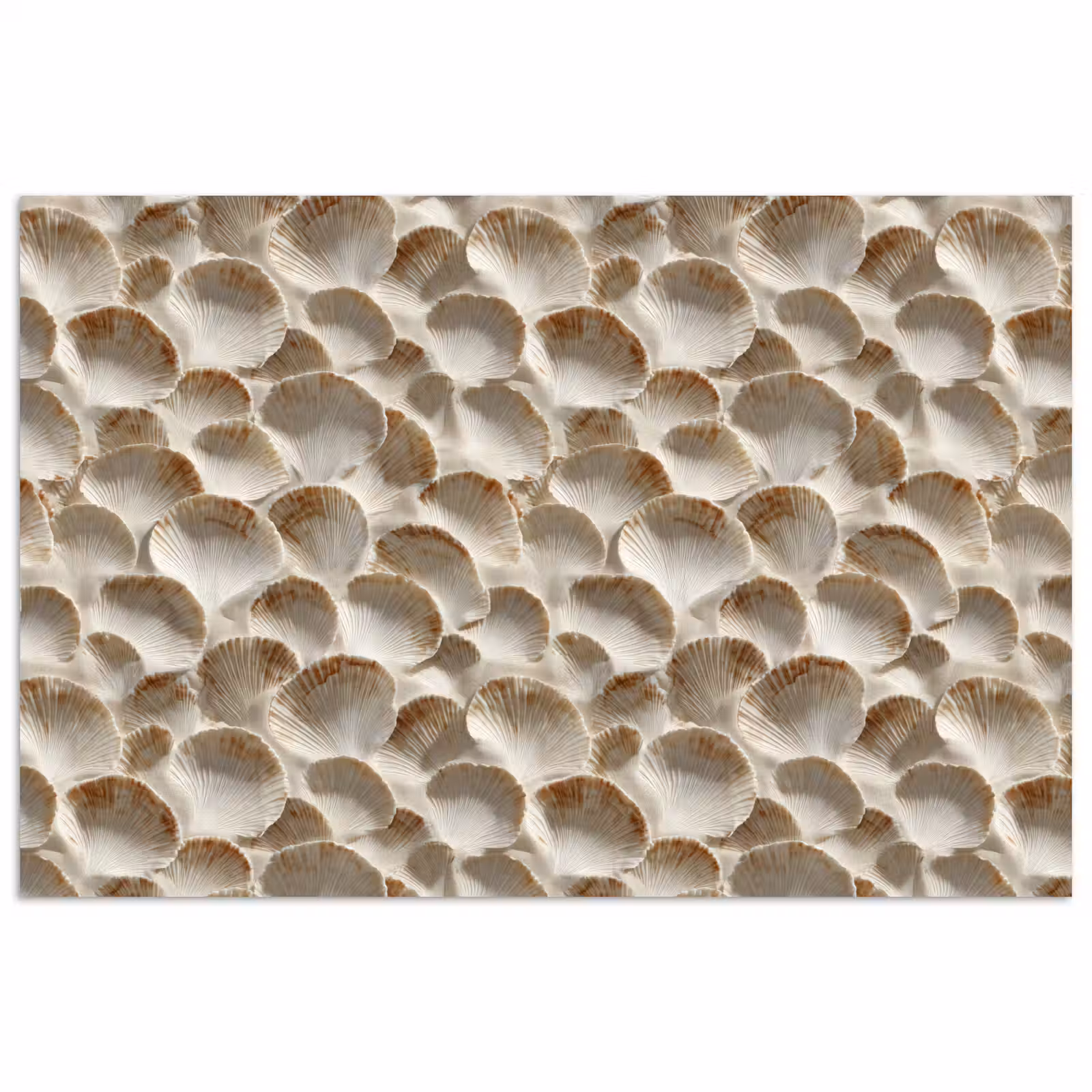 Poster - Schelpen - Waaiervorm - Wit — 1