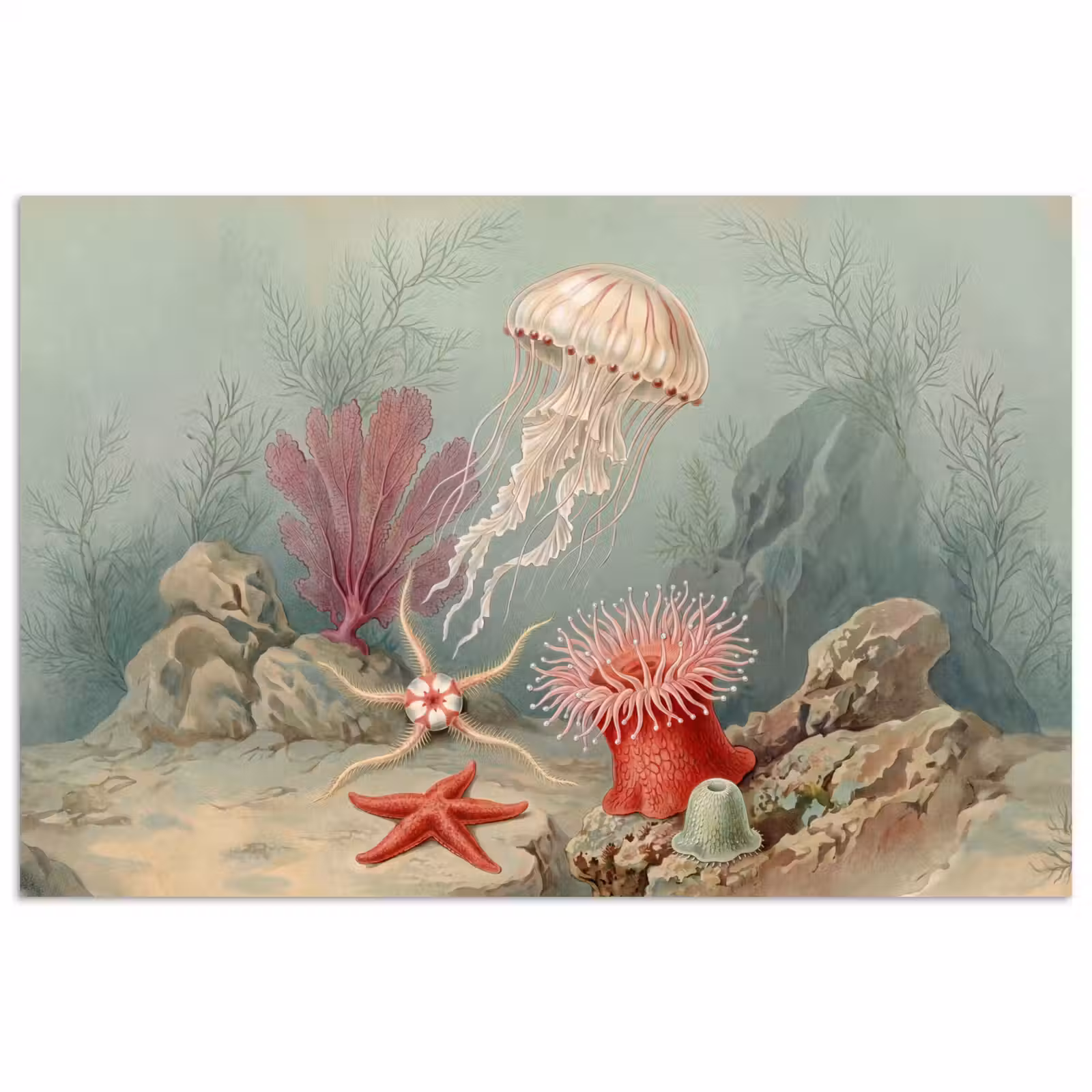 Poster - Zeeleven - Kwal - Onderwater - Illustratie - Beige — 1