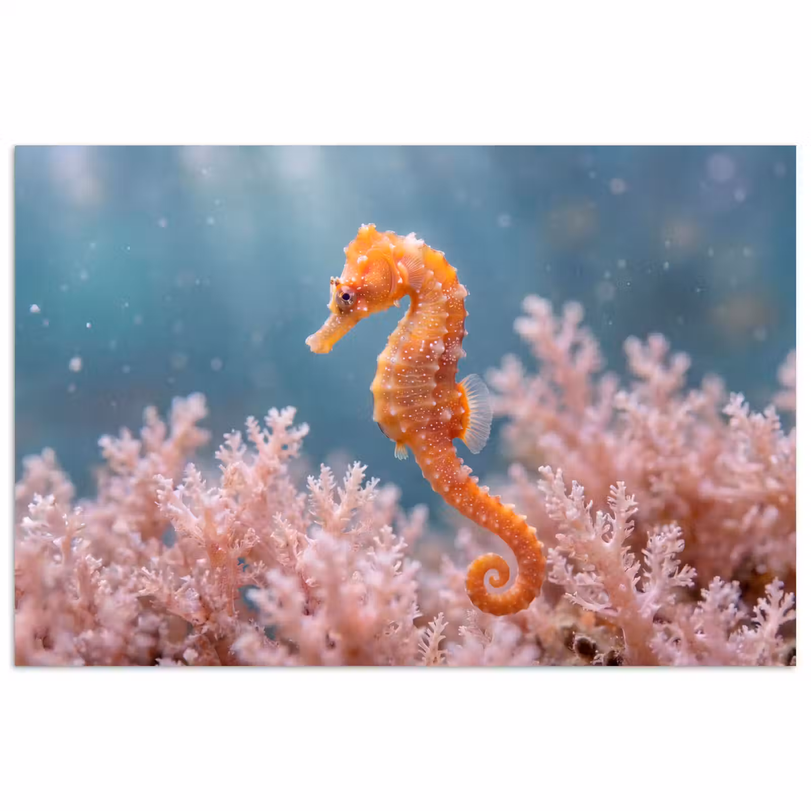 Poster - Vis - Koraal - Oceaan - Macro - Oranje — 1