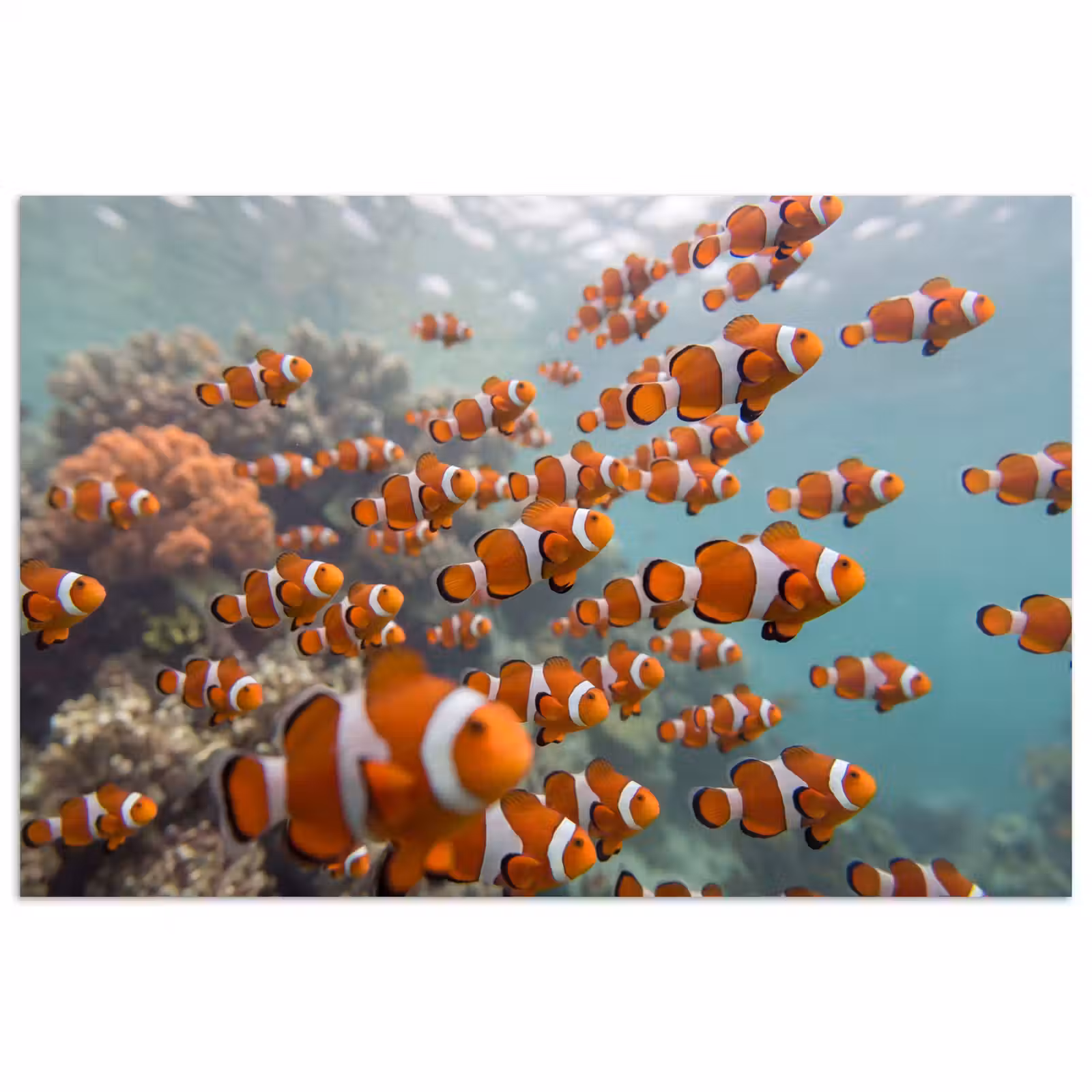 Poster - Vis - School - Onderwater - Dieren - Oranje — 1