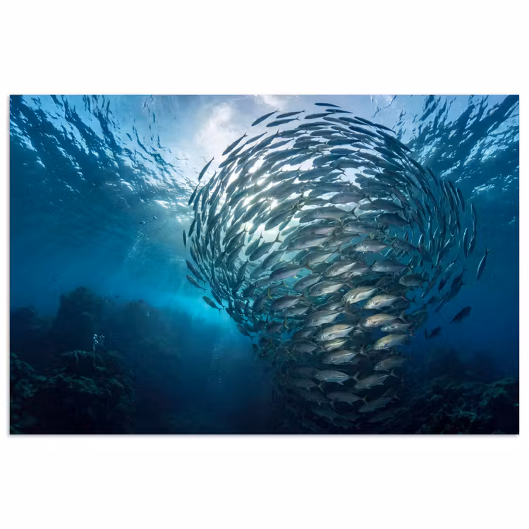 Poster - Vis - School - Oceaan - Natuur - Blauw — 1
