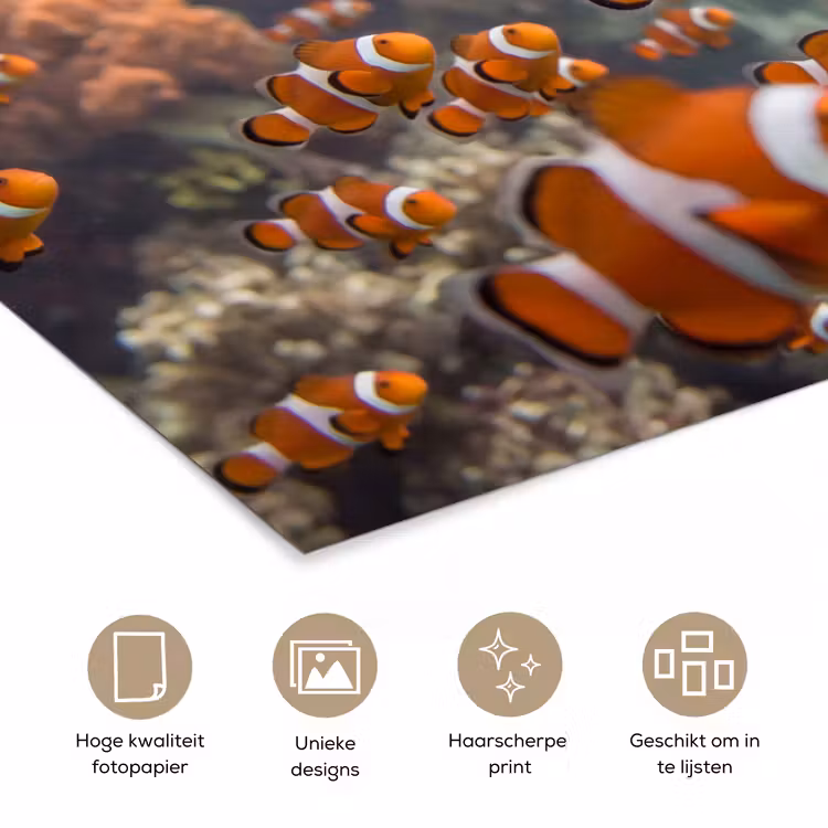 Poster - Vis - School - Onderwater - Dieren - Oranje — 5