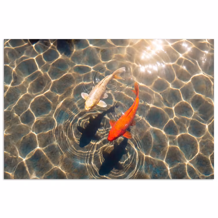 Poster - Vis - Water - Dieren - Oranje - Goud — 1