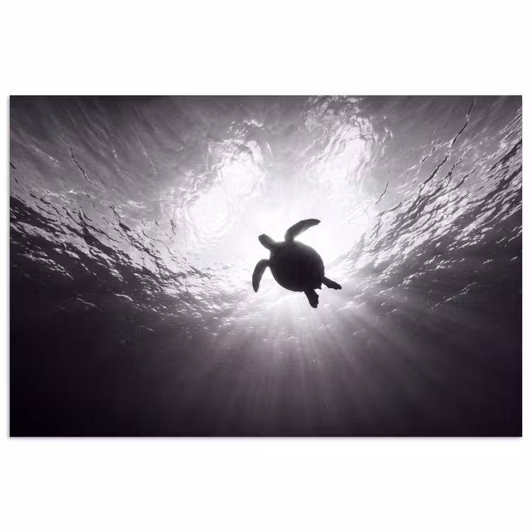 Poster - Schildpad - Onderwater - Lichtstralen - Oceaan - Zwart-wit — 1