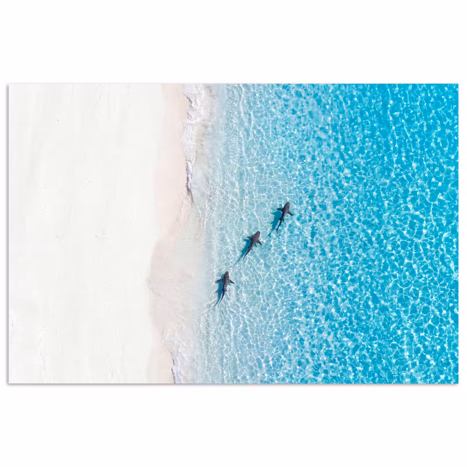 Poster - Vis - Oceaan - Strand - Turquoise - Natuur — 1