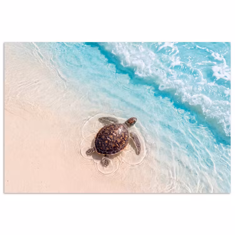 Poster - Schildpad - Helder water - Strand - Dieren - Natuur — 1