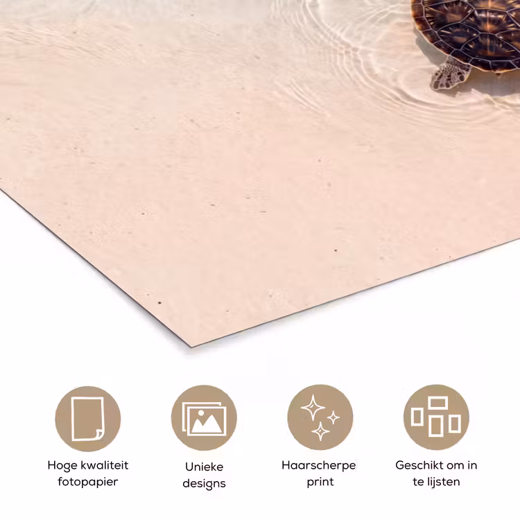 Poster - Schildpad - Helder water - Strand - Dieren - Natuur — 5