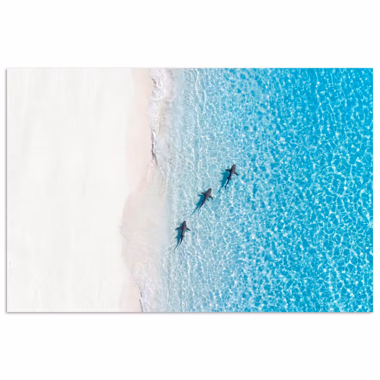 Poster - Vis - Oceaan - Strand - Turquoise - Natuur — 1