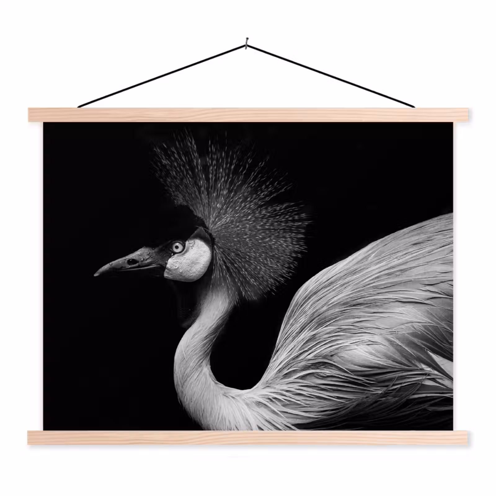 Schoolplaat - Kraanvogel - Zwart - Wit - Vogel - Dieren — 1