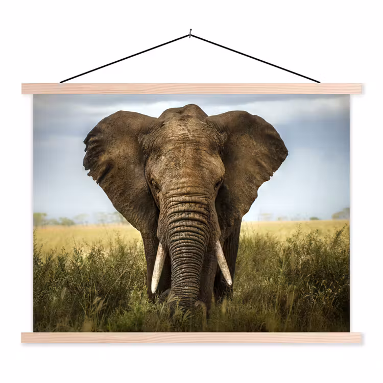 Schoolplaat - Olifant - Natuur - Gras - Dieren - Landschap — 1