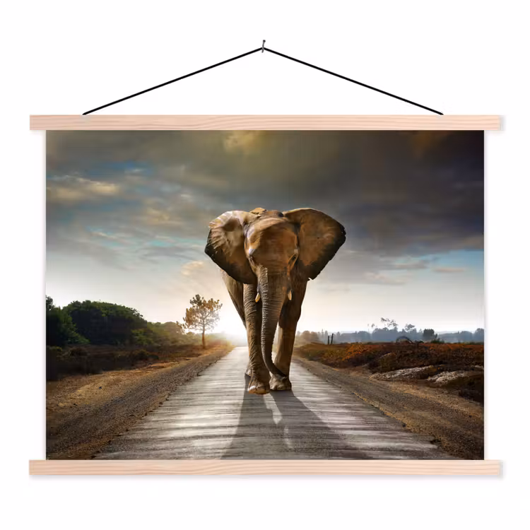 Schoolplaat - Olifant - Weg - Dieren - Zonsondergang - Landschap — 1