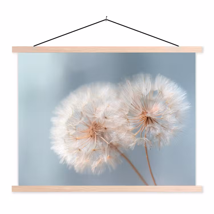 Schoolplaat - Paardenbloemen - Pluisjes - Wit — 1