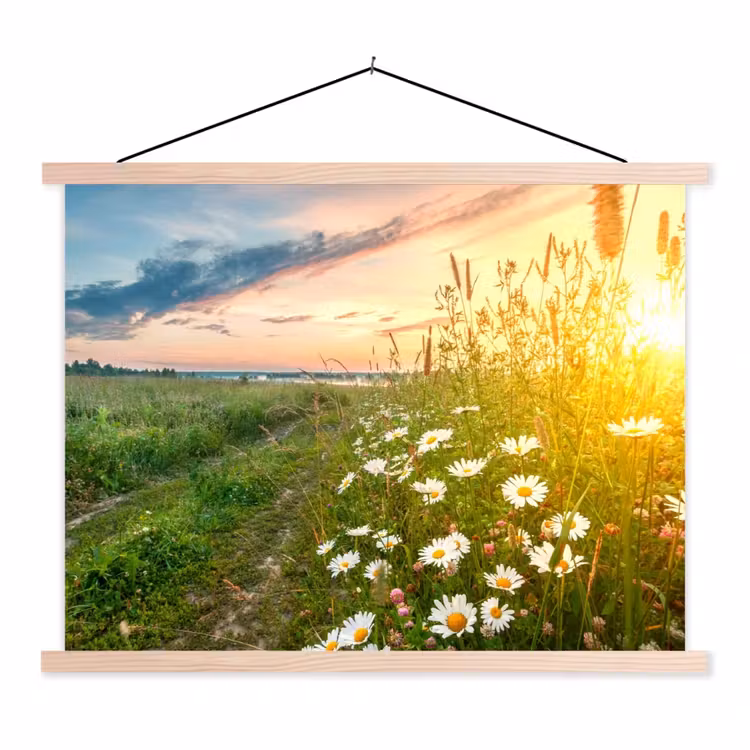 Schoolplaat - Bloemen - Madelief - Natuur - Zon - Horizon — 1