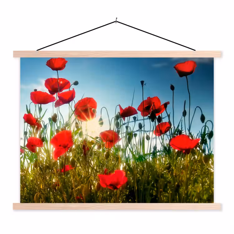 Schoolplaat - Klaprozen - Toscane - Zon - Rood - Blauw — 1