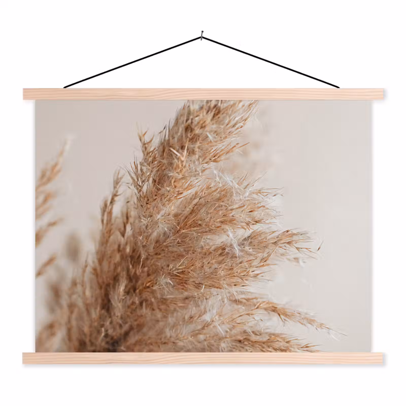 Schoolplaat - Gras - Planten - Natuur - Pampasgras — 1