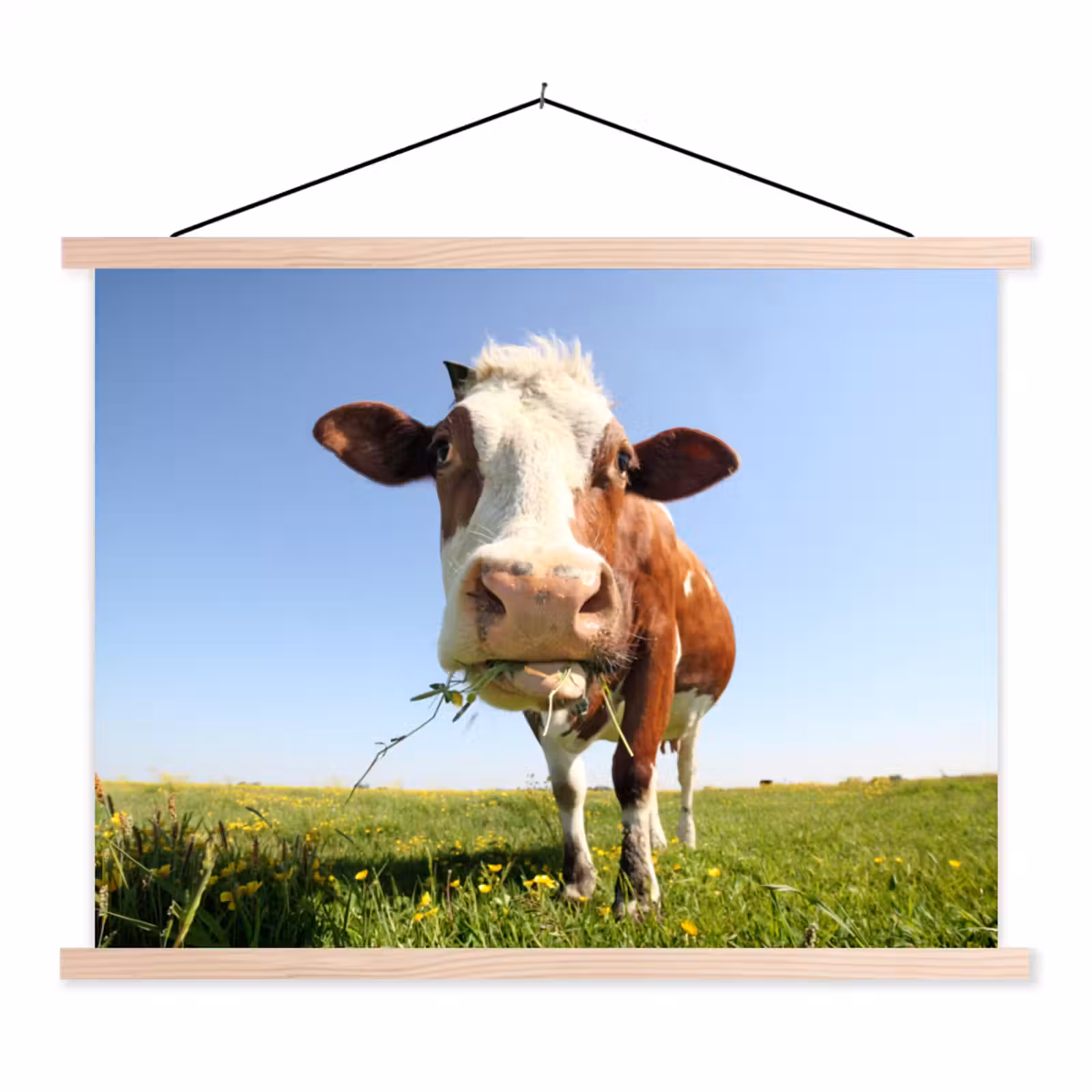 Schoolplaat - Koe - Dieren - Bloemen - Gras — 1