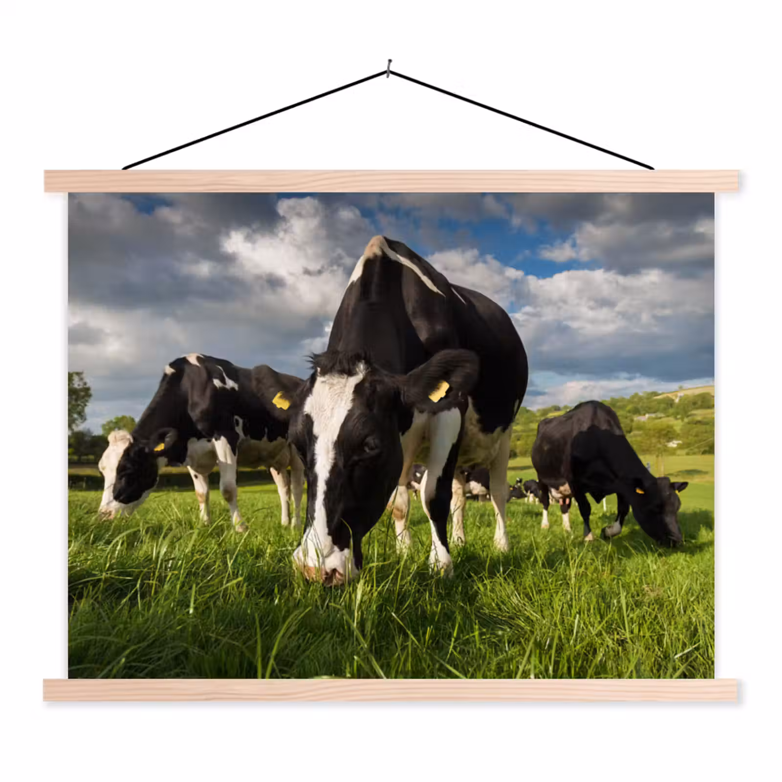 Schoolplaat - Koeien - Dieren - Gras - Weiland - Boerderij — 1