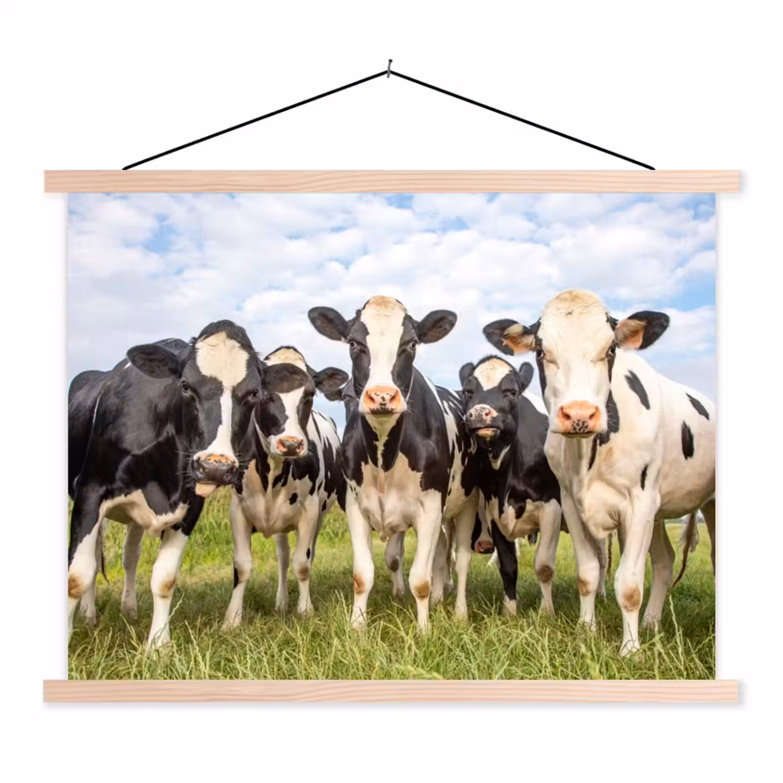 Schoolplaat - Koeien - Weiland - Dieren - Natuur - Gras — 1