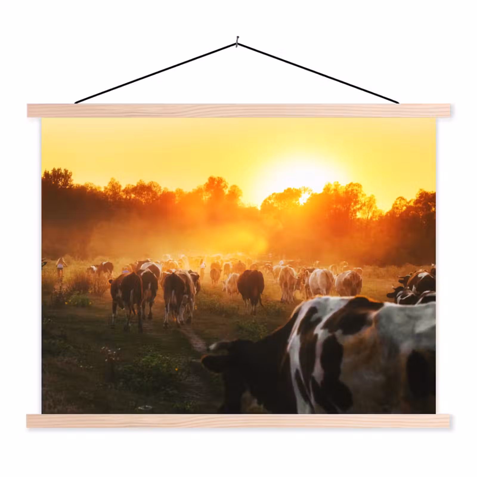 Schoolplaat - Koeien - Zonsondergang - Weiland - Dieren — 1