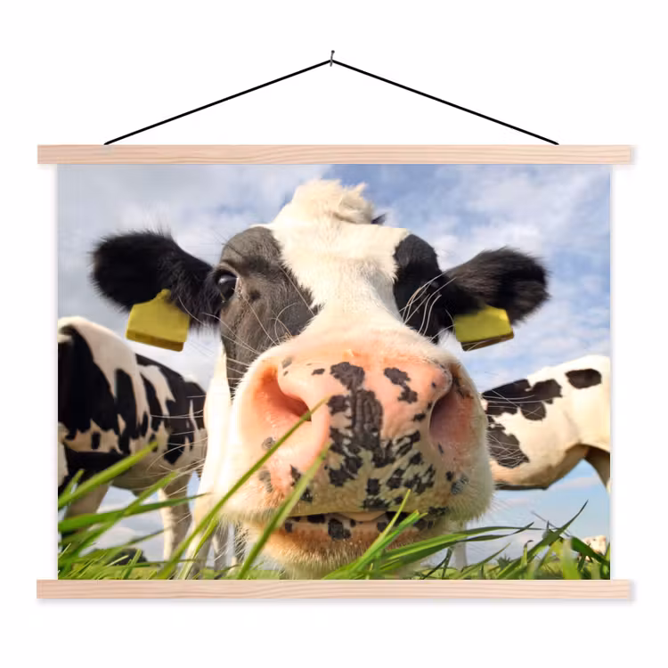 Schoolplaat - Koe - Boerderij - Gras - Dieren — 1