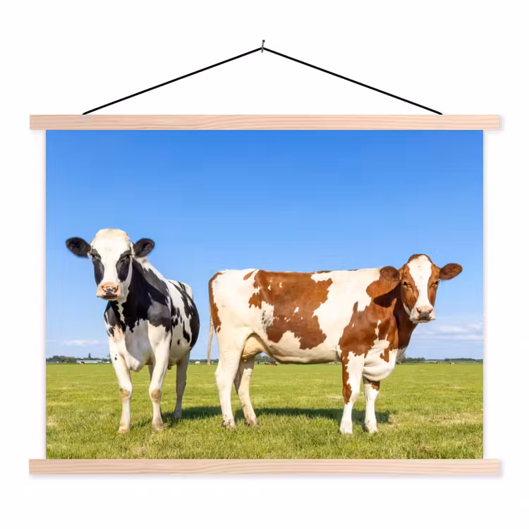 Schoolplaat - Koeien - Boerderij - Gras- Natuur - Dieren — 1