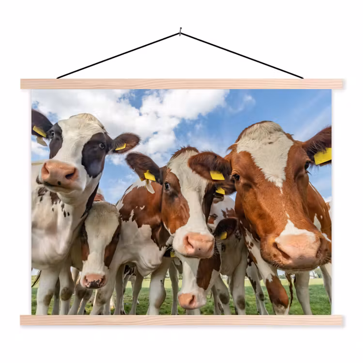 Schoolplaat - Koeien - Dieren - Weiland - Natuur — 1