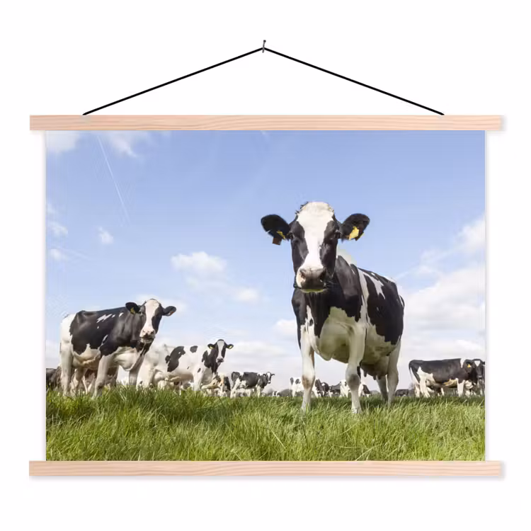 Schoolplaat - Koeien - Gras - Dieren - Zon - Boerderij — 1