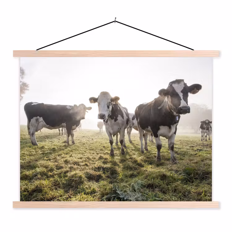 Schoolplaat - Koeien - Licht - Gras - Dieren — 1