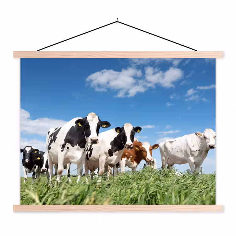 Schoolplaat - Koeien - Platteland - Weiland - Natuur - Dieren — 1