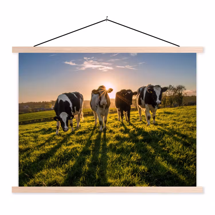 Schoolplaat - Koeien - Zon - Gras - Dieren - Boerderij — 1