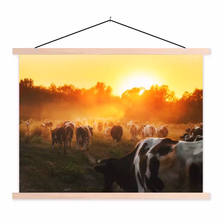 Schoolplaat - Koeien - Zonsondergang - Weiland - Dieren — 1