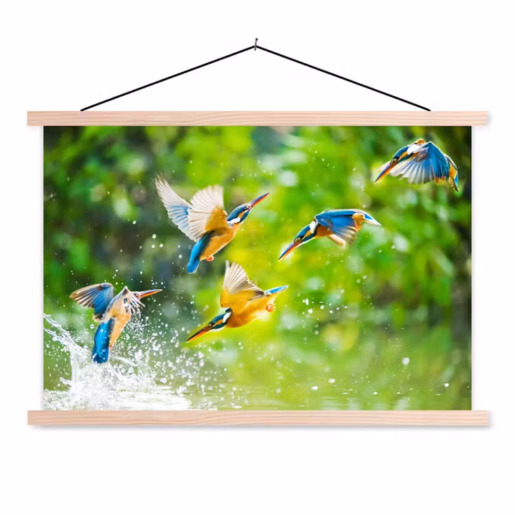 Schoolplaat - IJsvogels vliegen in het water — 1
