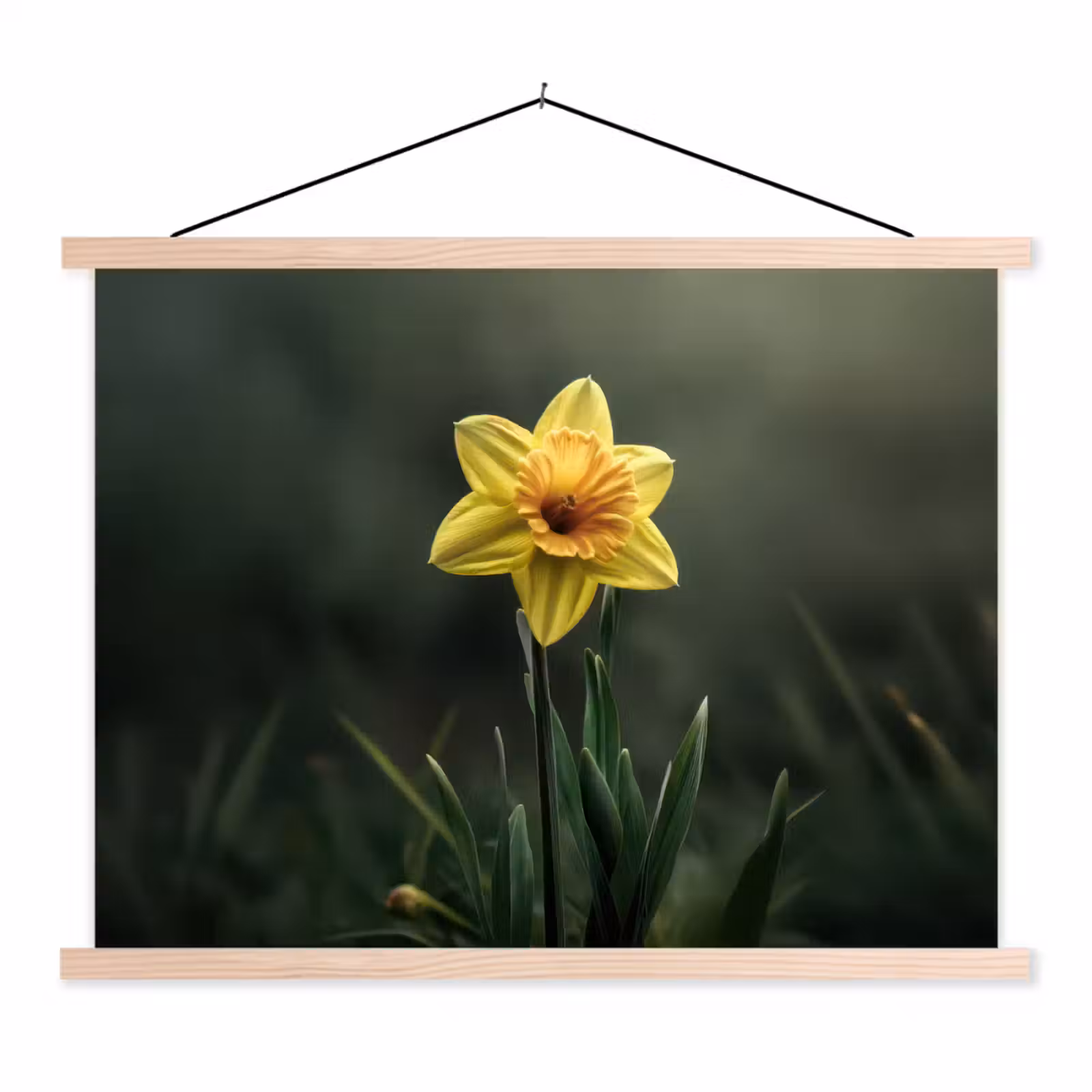 Schoolplaat - Bloem - Narcis - Gras - Geel — 1