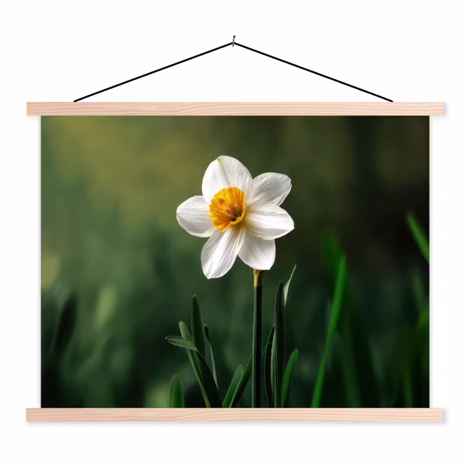 Schoolplaat - Narcis - Bloem - Wit - Grassprieten — 1