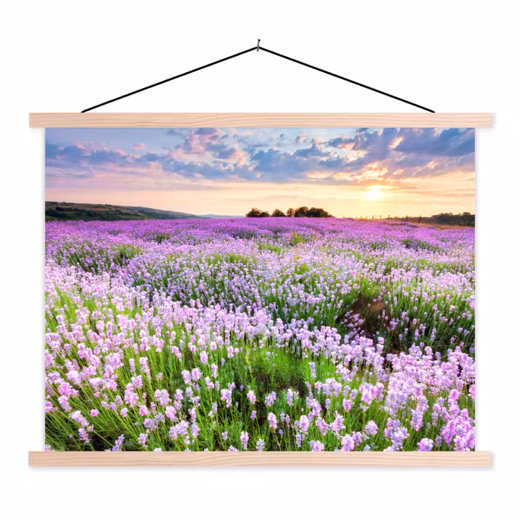 Schoolplaat - Lavendel - Bloemen - Zonsondergang - Paars - Weide — 1